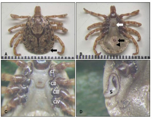 Unseen Dangers of Chigger Bites